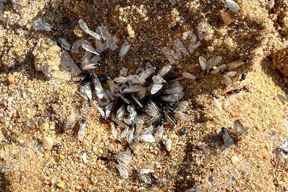 Москвичи записали на видео нашествие летающих муравьев