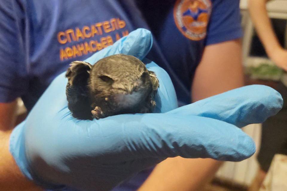 Птицу обнаружили в кухонной вытяжке московской квартиры