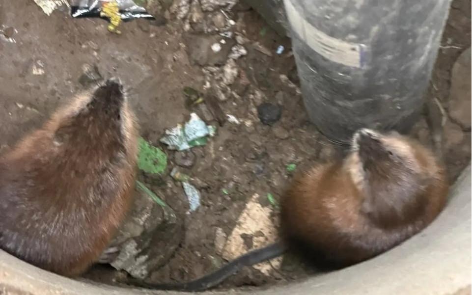 Московские спасатели вызволили из колодца двух осторожных зверьков