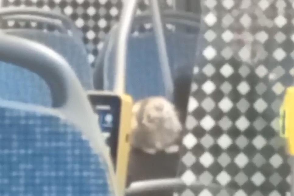 Безбилетный пассажир автобуса попал на видео в Москве