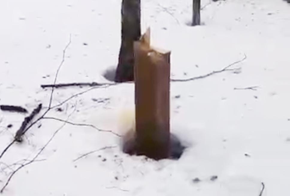 Вандалы сломали деревянные кресты в Подмосковье