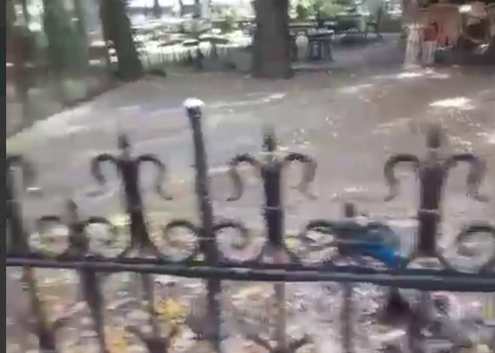 Павлинов жестоко убили в саду кафе в центре Москвы