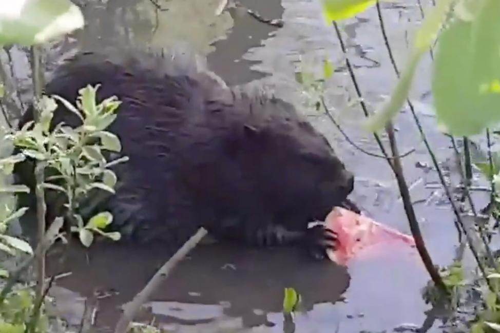 Угостившийся арбузом бобр попал на видео и развеселил москвичей