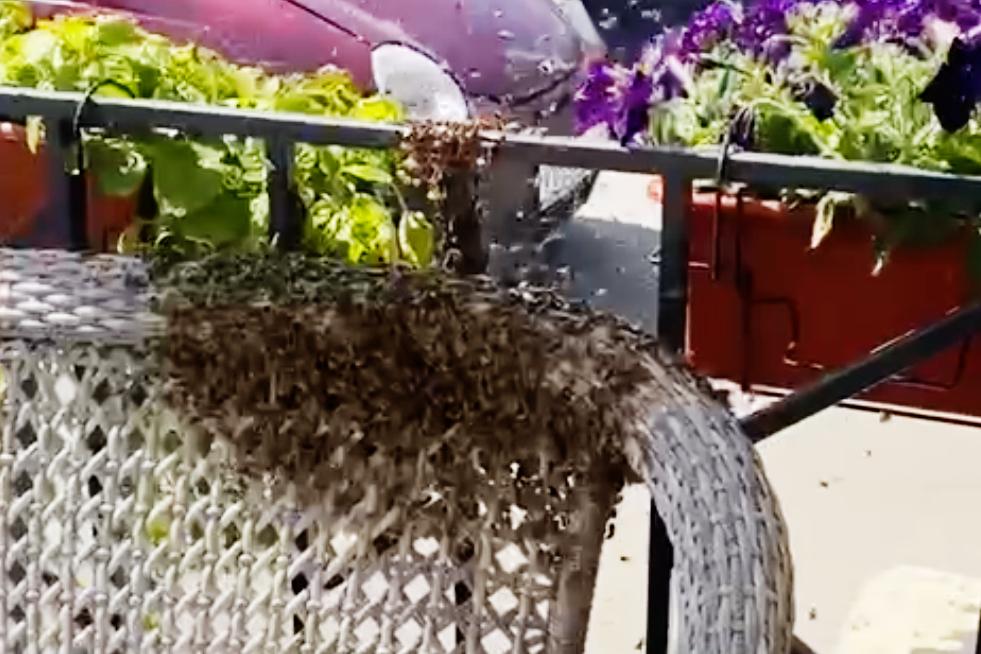 Рой пчел атаковал кафе в Москве и попал на видео