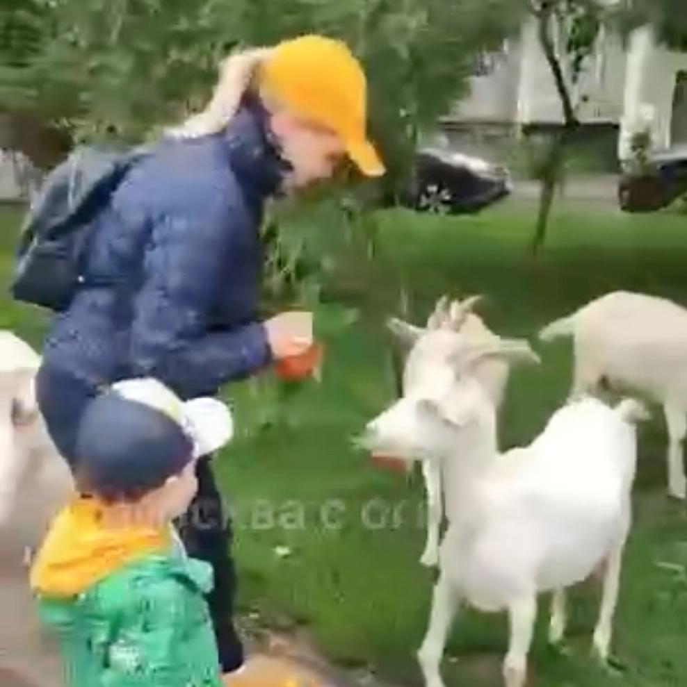 Кормящие стадо коз в Москве прохожие восхитили пользователей сети