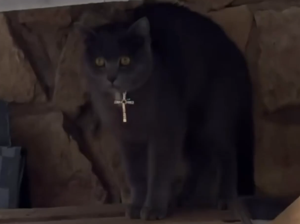 Под Москвой заметили и сняли на видео «очень набожного кота»