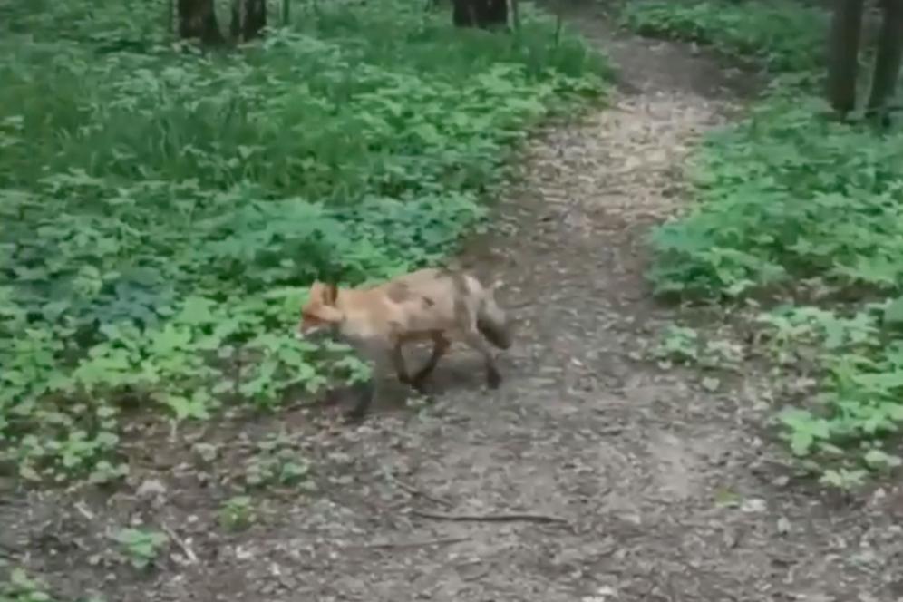 Дикий хищник подошел близко к людям в московском парке и попал на видео