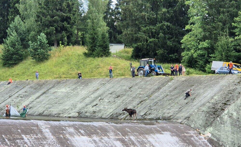 Два лося забрались в водохранилище и не смогли выбраться в подмосковной Истре
