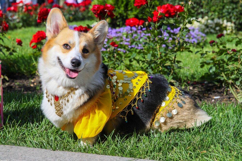 На ВДНХ состоялся первый парад корги