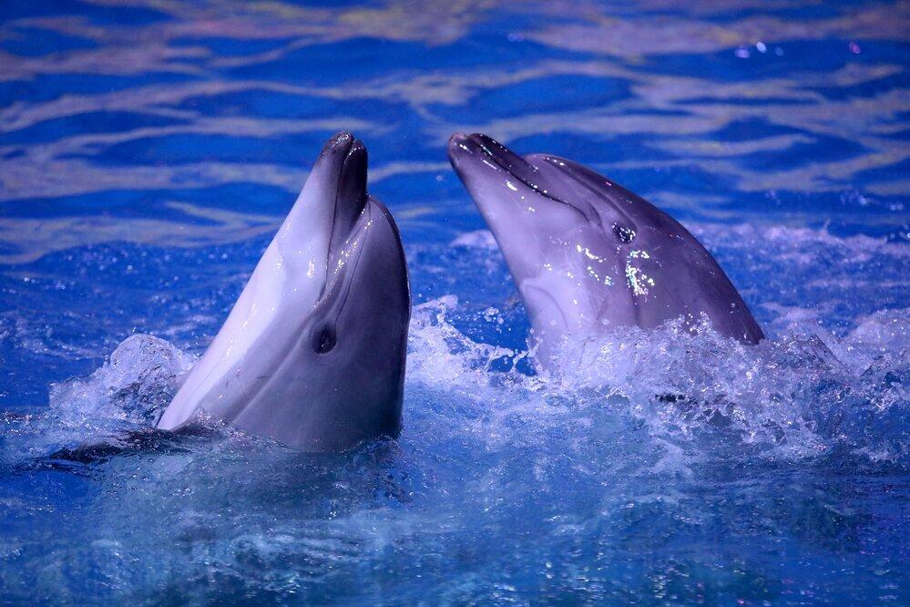 В «Москвариуме» родился детеныш краснокнижной черноморской афалины