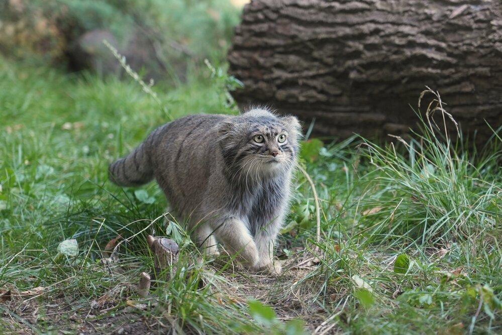 Манул Тимофей набрал почти шесть килограммов к зиме