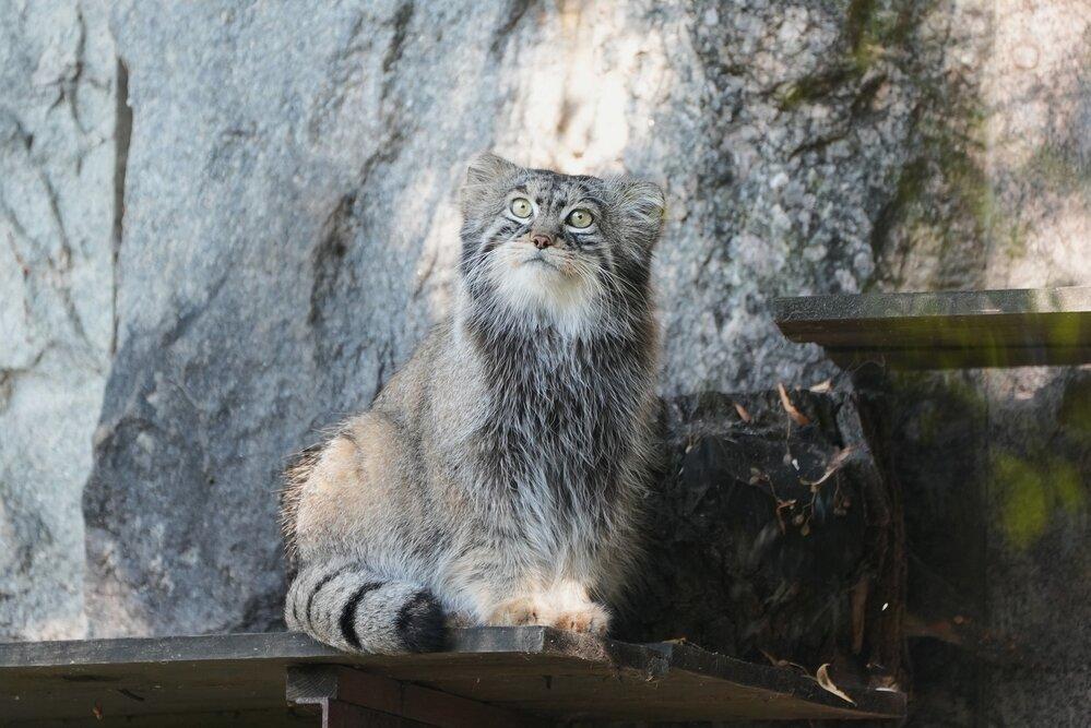 Москвичам рассказали о повышенных шансах увидеть манула Тимофея в определенное время